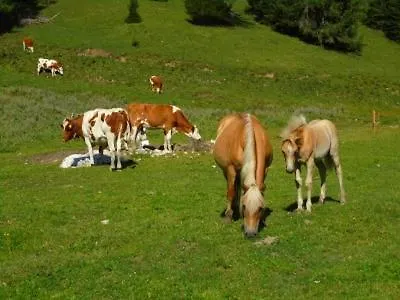 Szálloda Principe Selva di Cadore